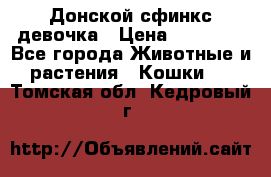 Донской сфинкс девочка › Цена ­ 15 000 - Все города Животные и растения » Кошки   . Томская обл.,Кедровый г.